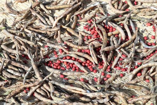 収穫した小豆の乾燥作業 小豆,大納言,乾燥の写真素材