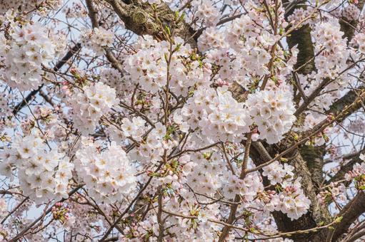 サクラ（ソメイヨシノ） サクラ,桜,満開の写真素材
