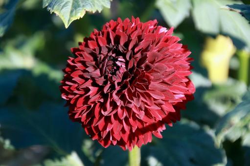 深紅のダリアの花 深紅のダリアの花の写真