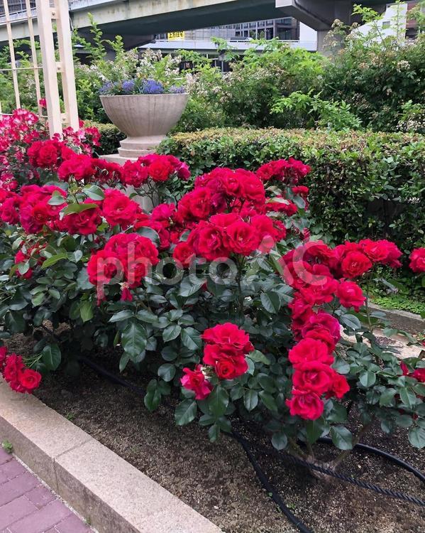 赤い薔薇 薔薇,赤い薔薇,紅の写真素材