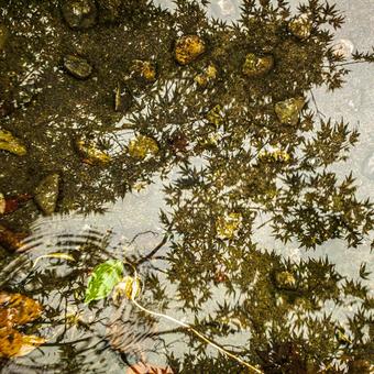 雨上がりの紅葉狩り 雨上がりの紅葉狩り 紅葉,グリーン,水面の写真素材