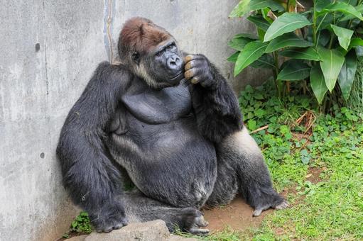 ニシゴリラ ニシゴリラ ニシゴリラ,ニシローランドゴリラ,アフリカの写真素材