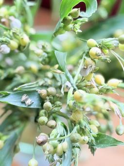 数珠玉ジュズダマ 秋,数珠玉,ジュズダマの写真素材