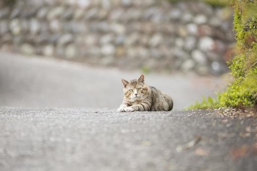 道端で伏せている野良猫 猫,ネコ,野良猫の写真素材