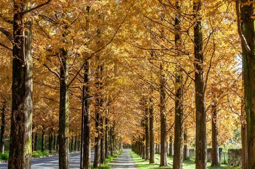 紅葉したメタセコイアの並木道3 秋,紅葉,メタセコイアの写真素材
