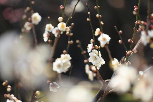 梅の花 梅の花の写真