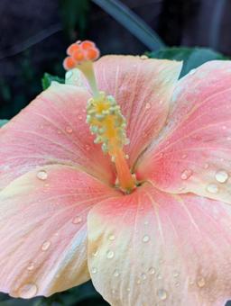 雨上がりのハイビスカス ハイビスカス,雨上がり,しずくの写真素材