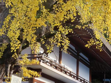 吉備津神社　銀杏 11月,秋,吉備津神社の写真素材