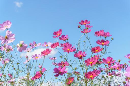 ピンクのコスモスと秋の青空 ピンクのコスモスと秋の青空 コスモス,青空,花の写真素材