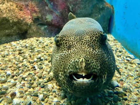 モヨウフグ モヨウフグ フグ,モヨウフグ,水族館の写真素材