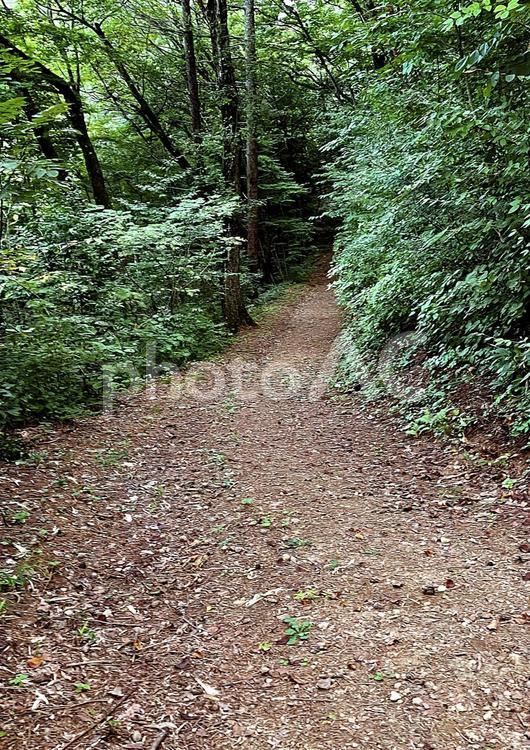 雑木林の散歩道 初秋,雑木林,山道の写真素材