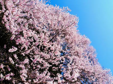 青空に映える桜 青空に映える桜の写真