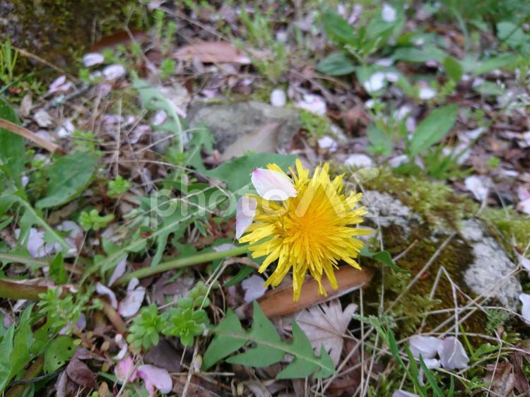 たんぽぽ たんぽぽ,タンポポ,春の写真素材