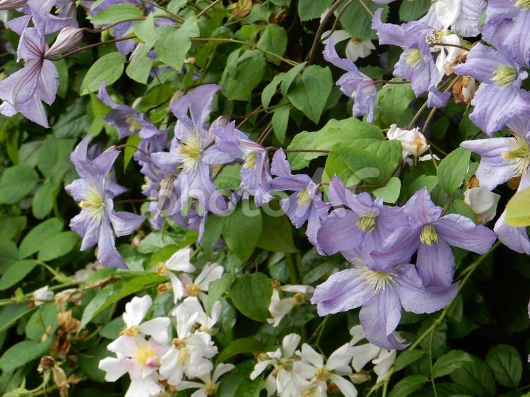【花の写真】クレマチス クレマチス,キンポウゲ科,自然の写真素材