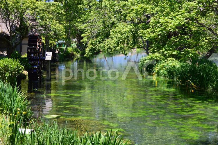 安曇野大王わさび農場 蓼川の水車小屋  大王わさび農場,蓼川,たでがわの写真素材