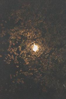 ぼんやりした夜桜 ぼんやりした夜桜の写真