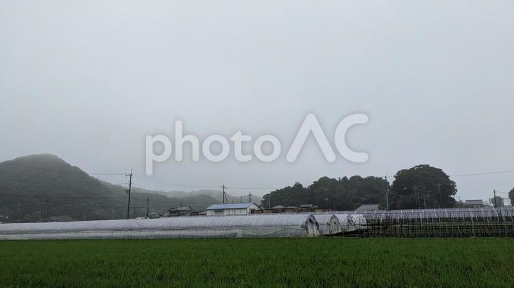 成長する稲 稲,水田,田舎の写真素材
