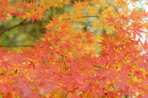 秋の紅葉の背景 秋の紅葉の背景の写真