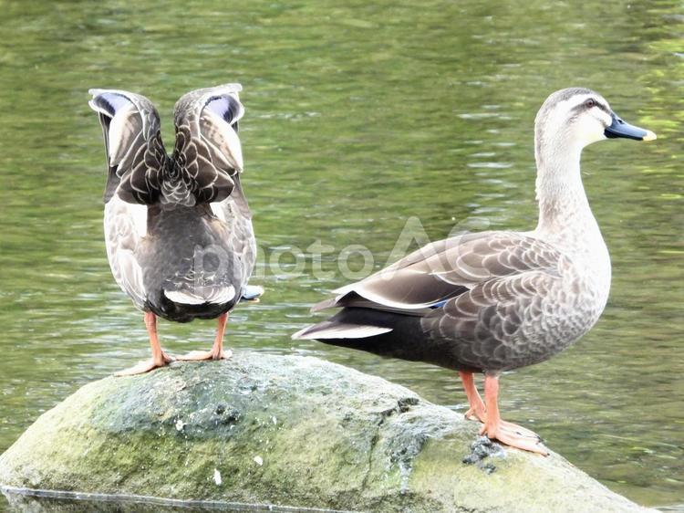 川の中の岩の上に立つペアのカモ 鳥,野鳥,カモの写真素材