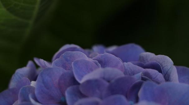 紫陽花 オリジナル 16:9 紫,薄紫,紫陽花の写真素材