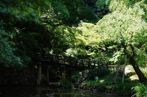 深緑に架かる木橋と静かな池 深緑に架かる木橋と静かな池の写真