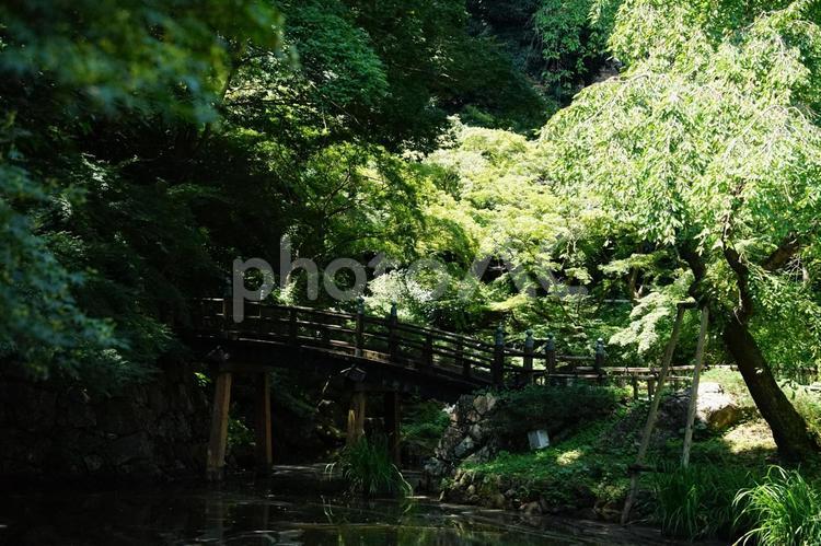 深緑に架かる木橋と静かな池 木橋,森林,緑陰の写真素材
