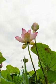 蓮003 蓮003の写真
