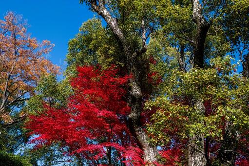 北摂の里山の紅葉 北摂,晴天,晩秋の写真素材