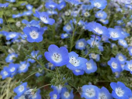 Nemophila cluster, JPG