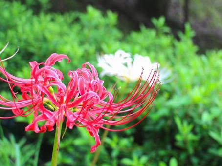 彼岸花 彼岸花の写真