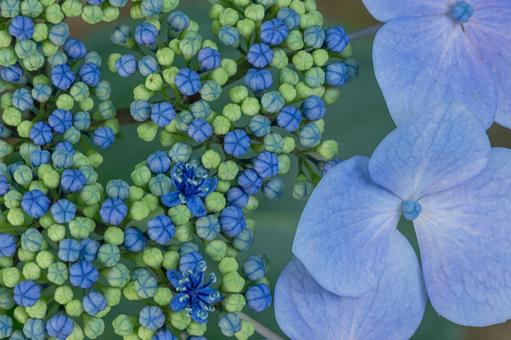 大宮第二公園の紫陽花 大宮第二公園の紫陽花 アジサイ,ブルー,6月の写真素材