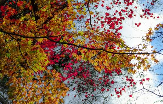 京都晩秋・天授庵_04 京都晩秋・天授庵_04 紅葉,華やか,日差しの写真素材
