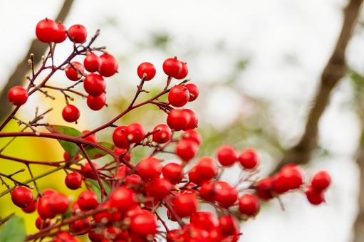 ナンテンの実⑵の写真