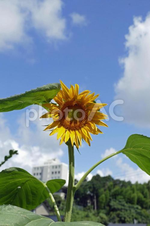 爽やか青空をバックに咲くヒマワリ03 植物,夏,花の写真素材