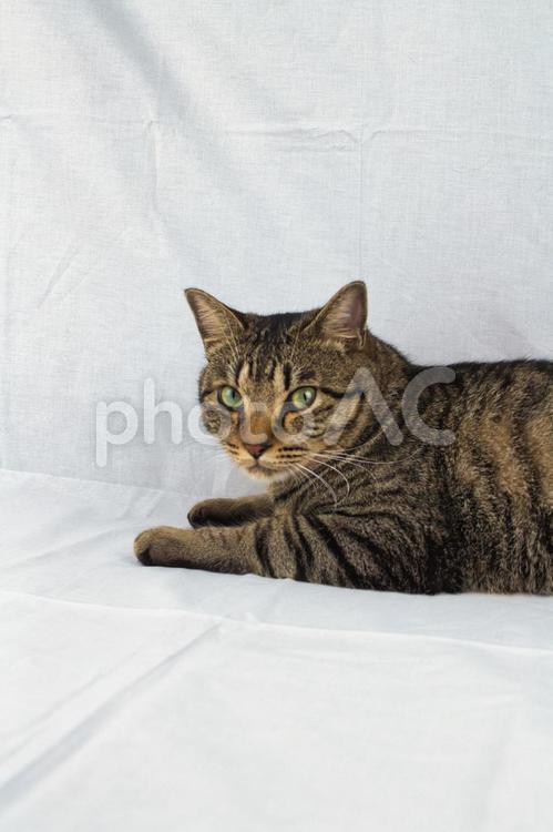 こちらを見る猫 猫,ネコ,ねこの写真素材