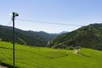 茶畑 茶畑,川根町,島田市の写真素材
