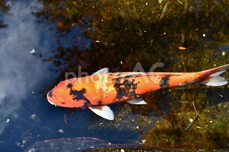 生き物　魚　錦鯉 生き物,魚,錦鯉の写真素材