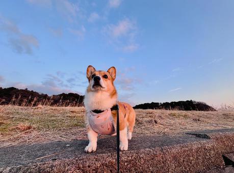 Corgi, JPG
