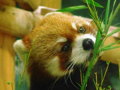 レッサー、まっしぐら レッサー、まっしぐら レッサーパンダの写真素材