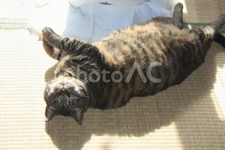 眠いの？チャコちゃん　その４ 猫,ネコ,ペットの写真素材