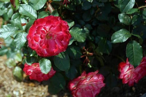 荒牧バラ園369 プリンセス・モナコ 荒牧バラ園369 プリンセス・モナコの写真