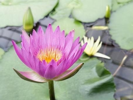 熱帯スイレン アフリカ・タンザニア原産 熱帯スイレン アフリカ・タンザニア原産 熱帯スイレン,植物,自然の写真素材