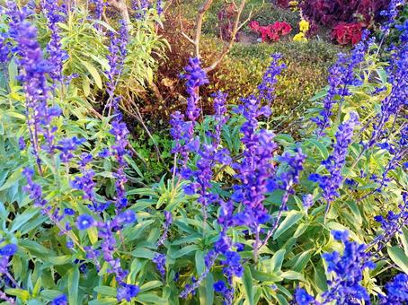 セージの花 セージの花の写真