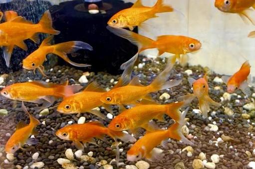 金魚 金魚の写真
