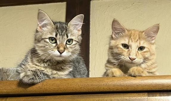 何かを見つめる2匹の子猫 何かを見つめる2匹の子猫の写真