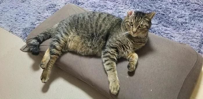 キジトラ_猫_リラックス キジトラ_猫_リラックスの写真