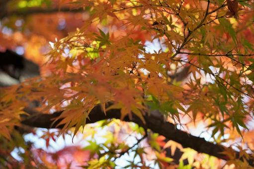季節の移り変わり 紅葉,もみじ,秋の写真素材