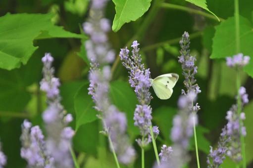Lavender and cabbage white butterfly, JPG Lavender and cabbage white butterfly, JPG