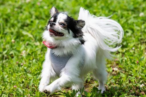 とっても甘えん坊なチワワ ちわわ,チワワ,犬の写真素材