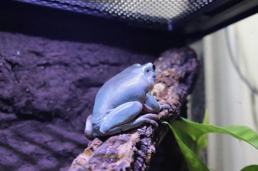The back of a tree frog, JPG
